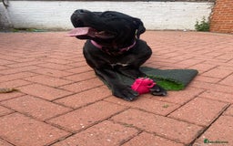 Cane Corso dogs for sale: Denver - Image 2