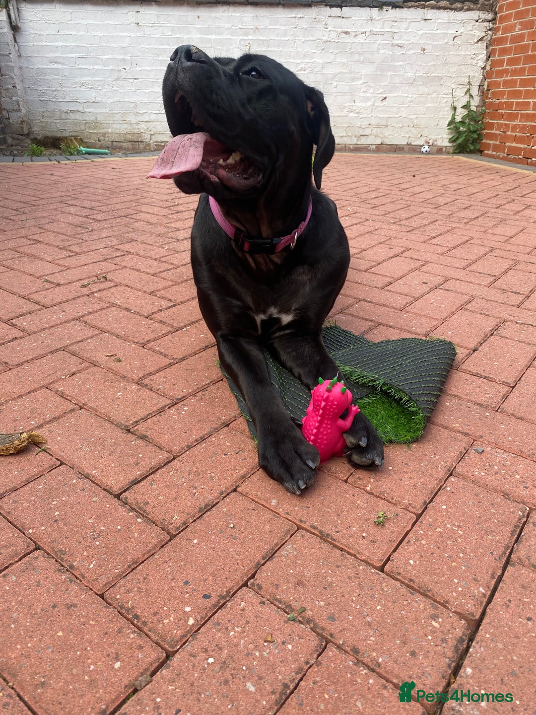 Cane Corso dogs for sale: Denver - Image 2