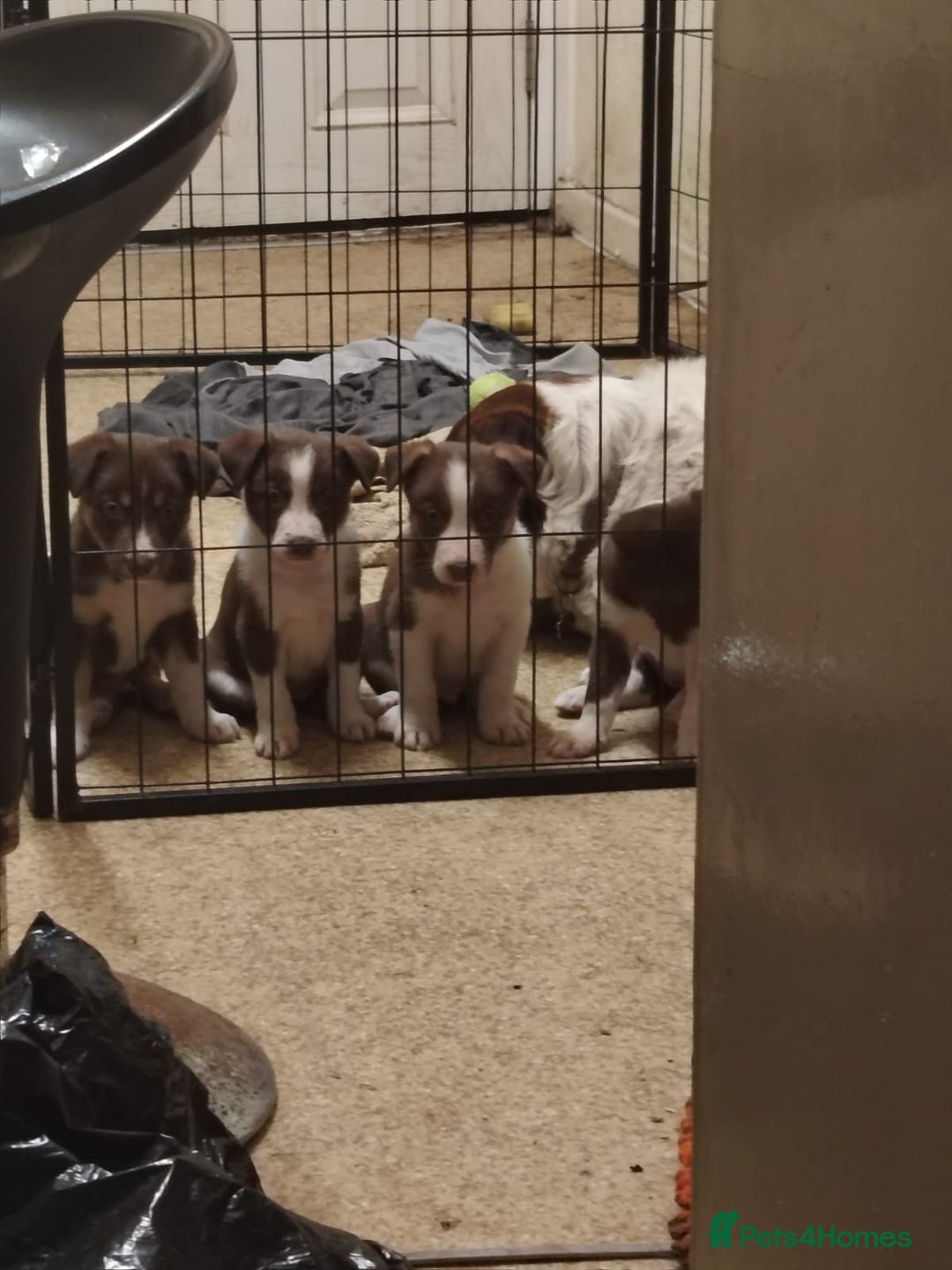 Welsh Collie dogs for sale: Tri colour Welsh collies  - Image 10