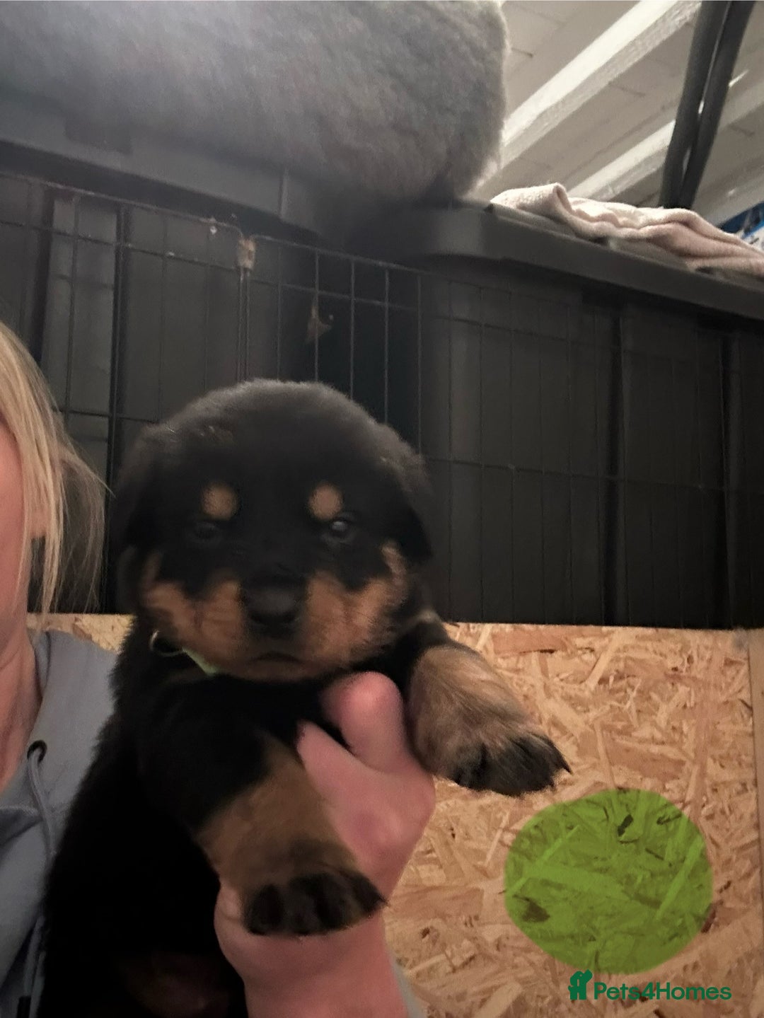 Rottweiler dogs for sale: Kc reg. Rottweiler pups. Ready 17 Jan - Advert 3