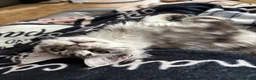 Maine Coon cats for sale: Beautiful Maine Coon Girl - Advert 9