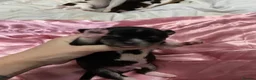 Chihuahua dogs for sale: 3musketeers full pedigree baby’s unusual markings  in Manchester - Advert 2