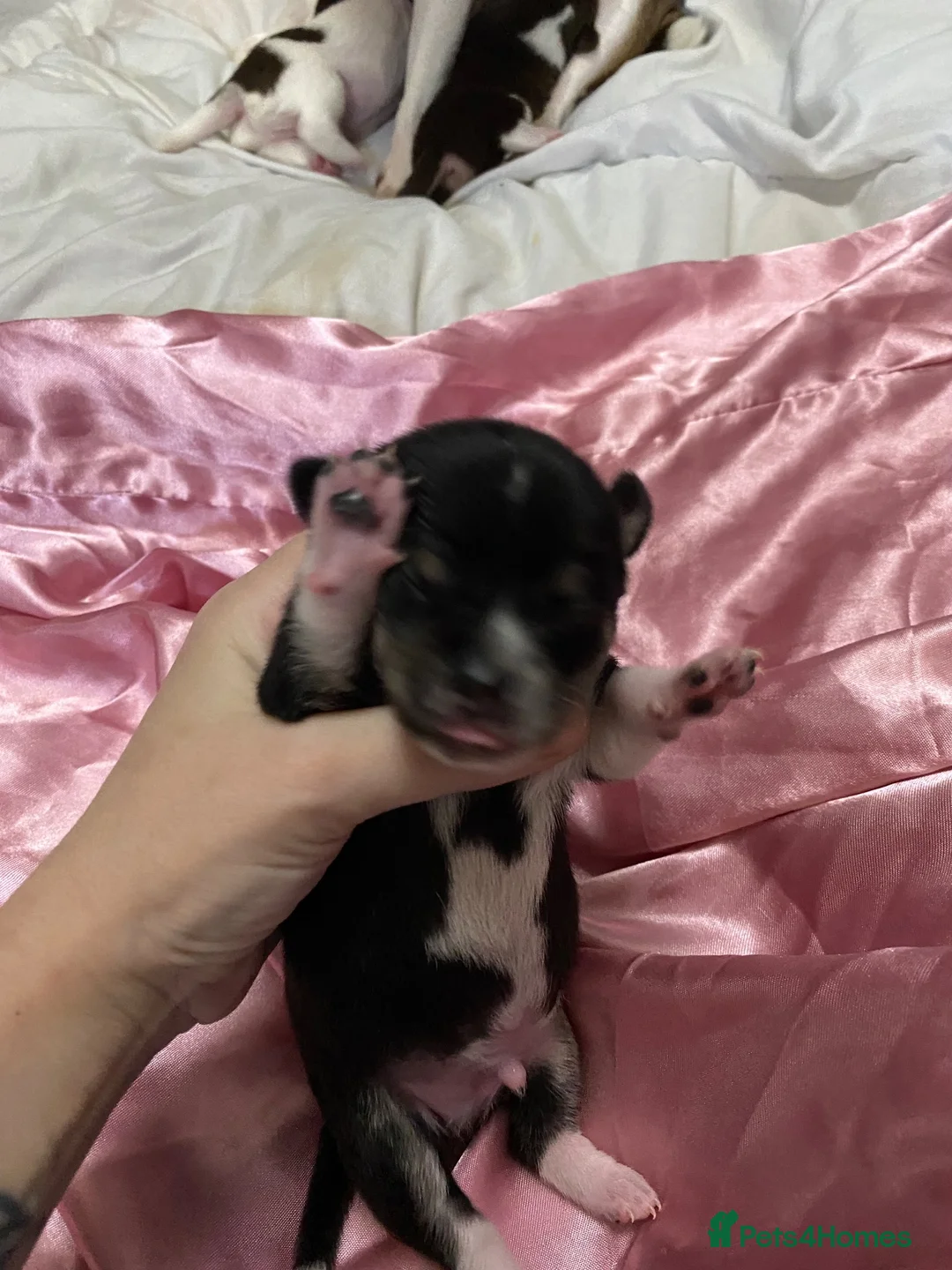 Chihuahua dogs for sale: 3musketeers full pedigree baby’s unusual markings  in Manchester - Advert 2
