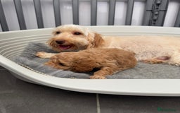 Cockapoo dogs for sale: Cockapoo puppies  - Image 14