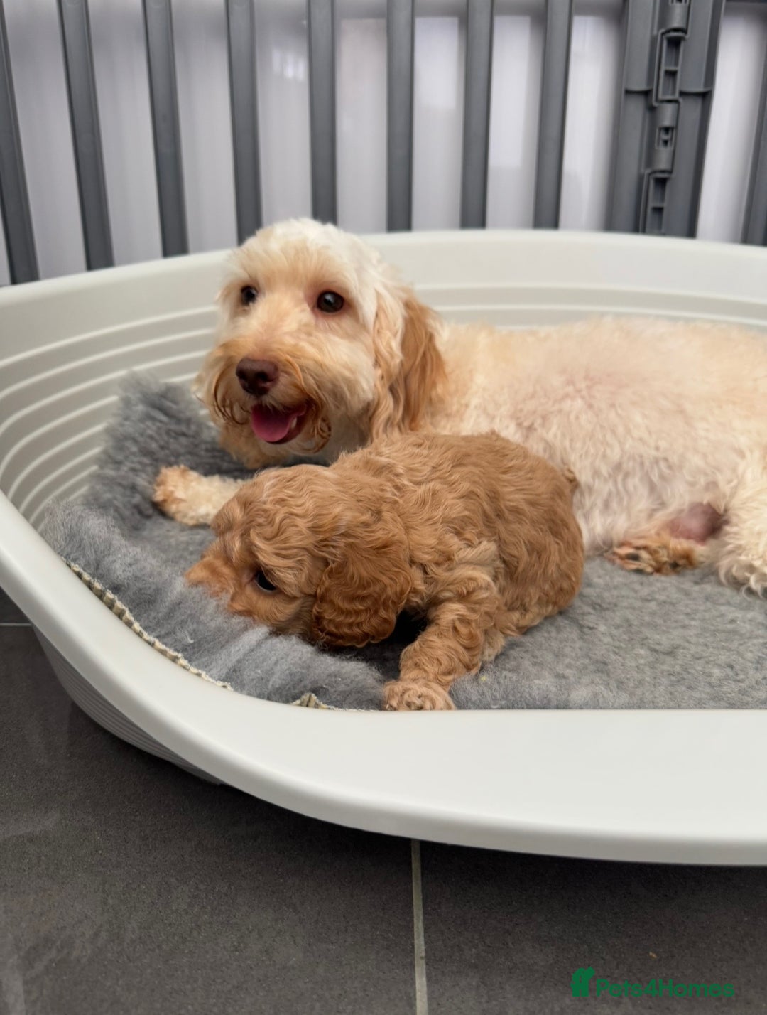 Cockapoo dogs for sale: Cockapoo puppies  - Image 14