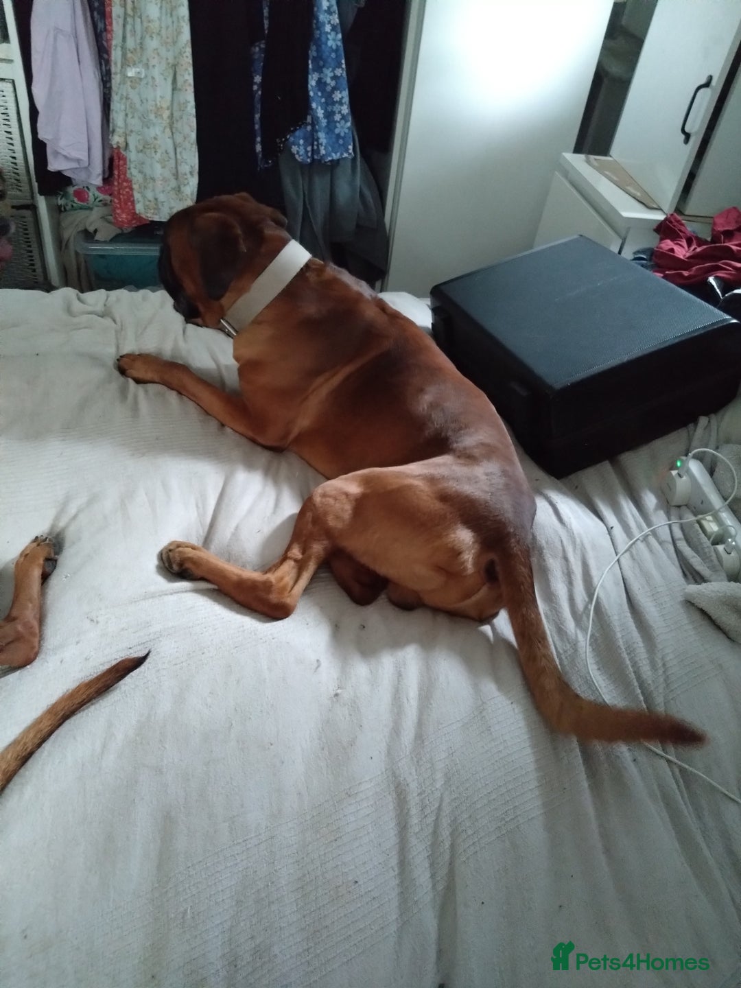 Boxer dogs for sale: PEDIGREE MALE BOXER - Image 2