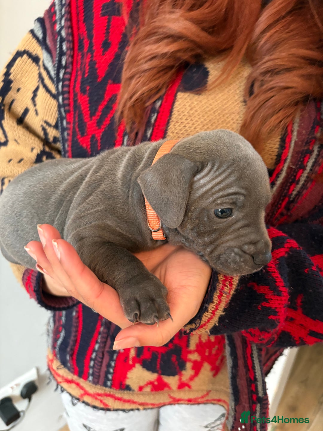 Staffordshire Bull Terrier dogs for sale: 6 Stunning Blue Staffordshire Bull Terrier pups 💙 - Advert 15