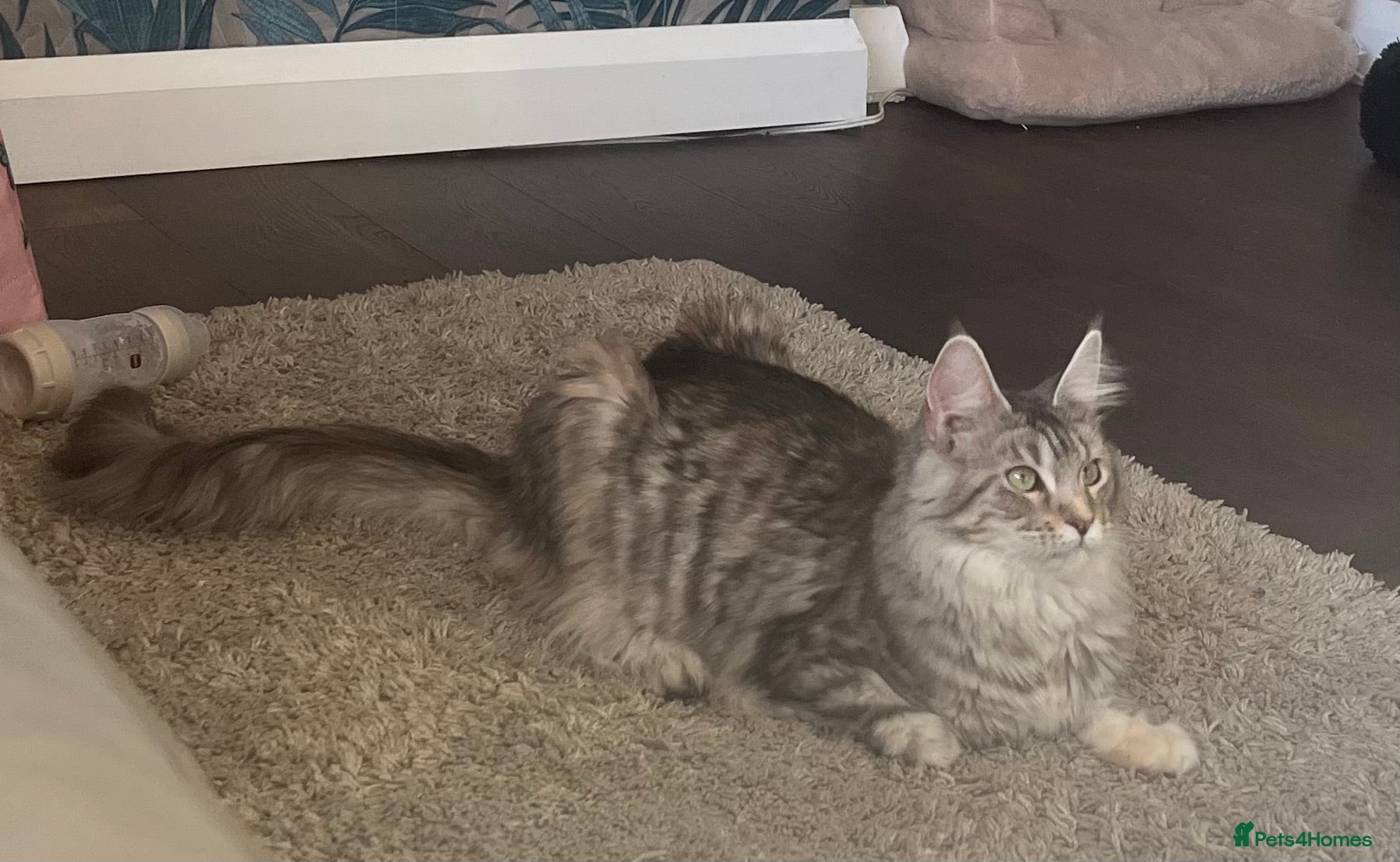 Maine Coon cats Maincoon 2 girls GCCF  registered 1 ACTIVE 1 not  - Advert 5