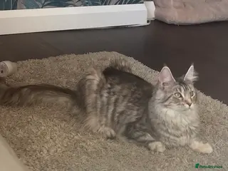 Maine Coon cats Maincoon 2 girls GCCF registered 1 ACTIVE 1 not - Advert 5