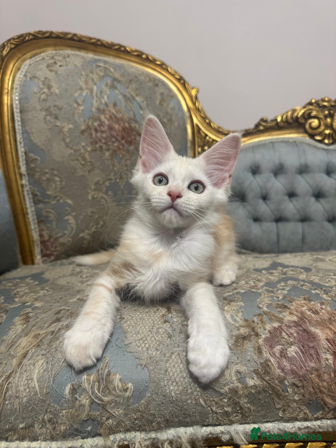 Maine Coon cats for sale: Maine Coon Kittens 🏆 20+ gen 🧬 pedigree 🎄🎄🎄 - Advert 5