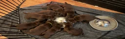 Labrador Retriever dogs for sale: PUPPIES 8 WEEKS OLD CAN LEAVE NOW! - Advert 13