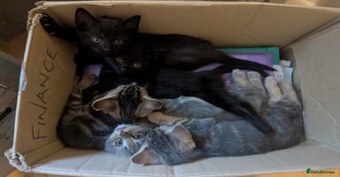 Mixed Breed cats - Advert 16