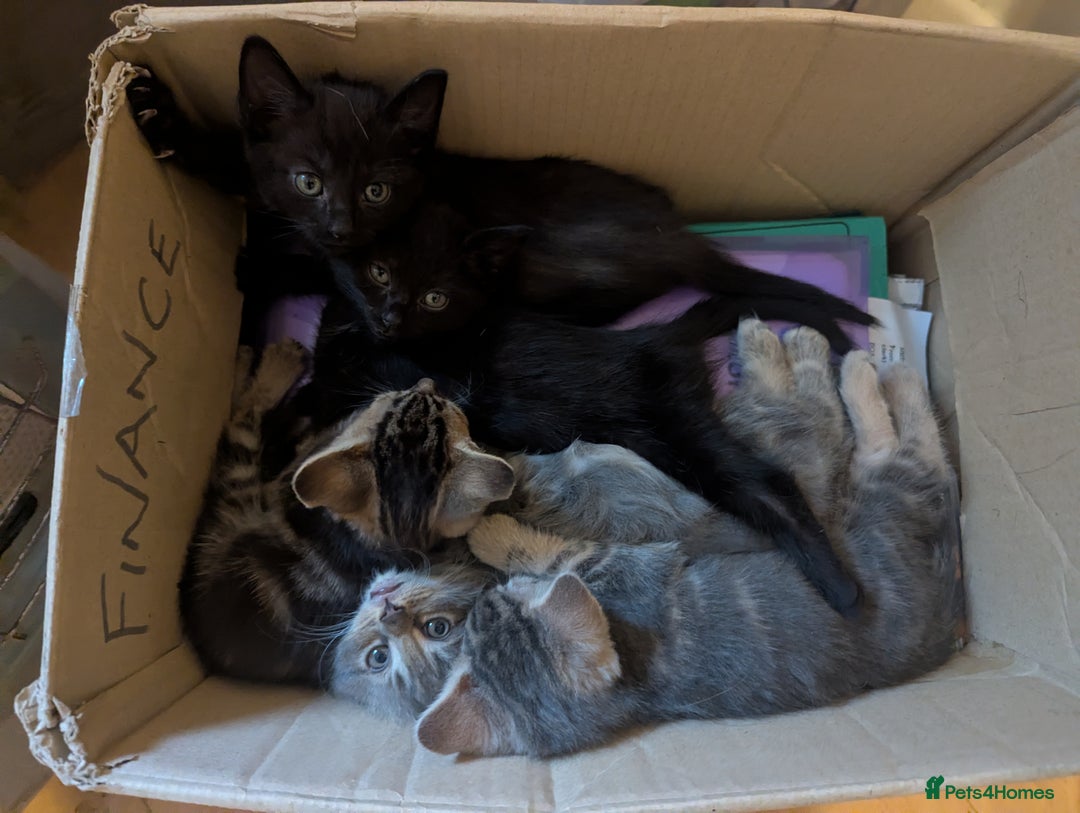 Mixed Breed cats for sale: Beautiful Kittens Ready to Go 4th August - Image 2