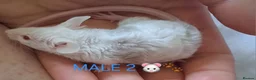 Mouse rodents for sale: MALE FANCY MICE 🐁🐾 in South Shields - Advert 6