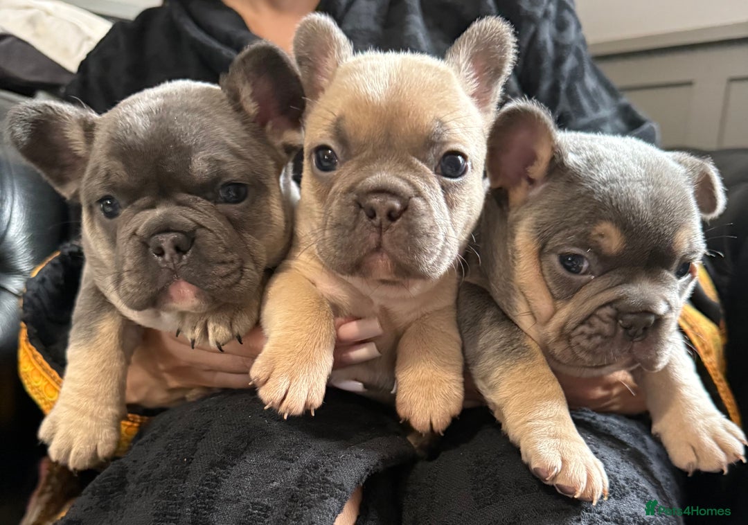 French Bulldog dogs for sale: Well bred French Bulldog Puppies  - Image 1