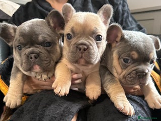 French Bulldog dogs for sale - Advert 1