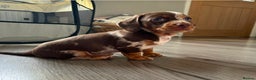 Dachshund dogs for stud: Miniature Daschund for Stud in York - Advert 21