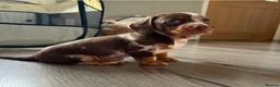 Dachshund dogs for stud: Miniature Daschund for Stud in York - Advert 21