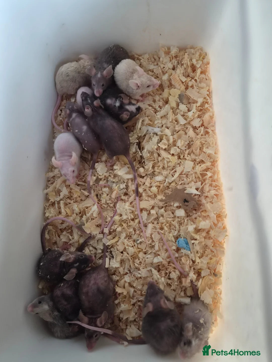 Mouse rodents for sale: Fancy pet mice for sale £8 each  - Advert 2