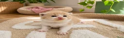British Shorthair cats for sale: Champion British Shorthair kittens 😸  - Advert 1