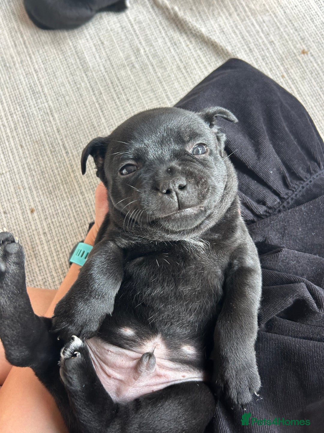 Staffordshire Bull Terrier dogs for sale: Gorgeous Black Boy available from this litter!  - Image 8