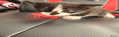 Maine Coon 1