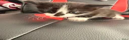 Maine Coon cats for sale: Two kitten for sale  - Advert 3