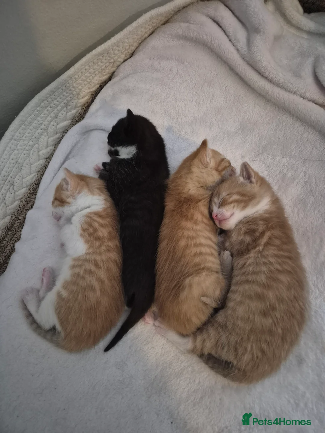Mixed Breed cats for sale: Litter of 4 beautiful fur babies  - Advert 4