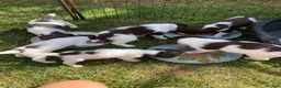 English Springer Spaniel dogs for sale: Pedigree English Springer Spaniel Pups KC Reg - Advert 5