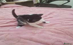 Mixed Breed cats for sale: Adorable Britishshorthair🐾 mixed looking for 🏠 - Advert 5