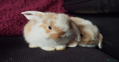 Mini Lop rabbits - Advert 5
