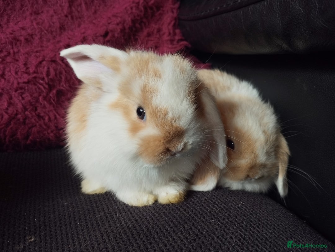 Mini Lop rabbits for sale: Mini lop boys and girls available. - Image 2