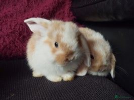 Mini Lop rabbits - Advert 15