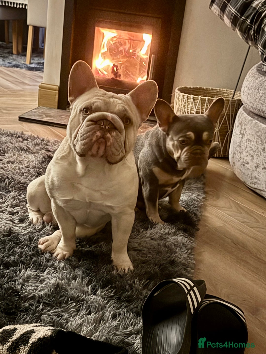 French Bulldog dogs for stud: French Bulldog Stud Ready And Waiting  - Advert 9