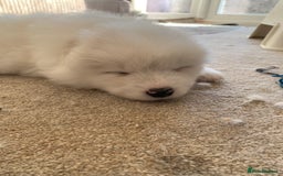 Samoyed dogs for sale: Samoyed puppies  - Image 9