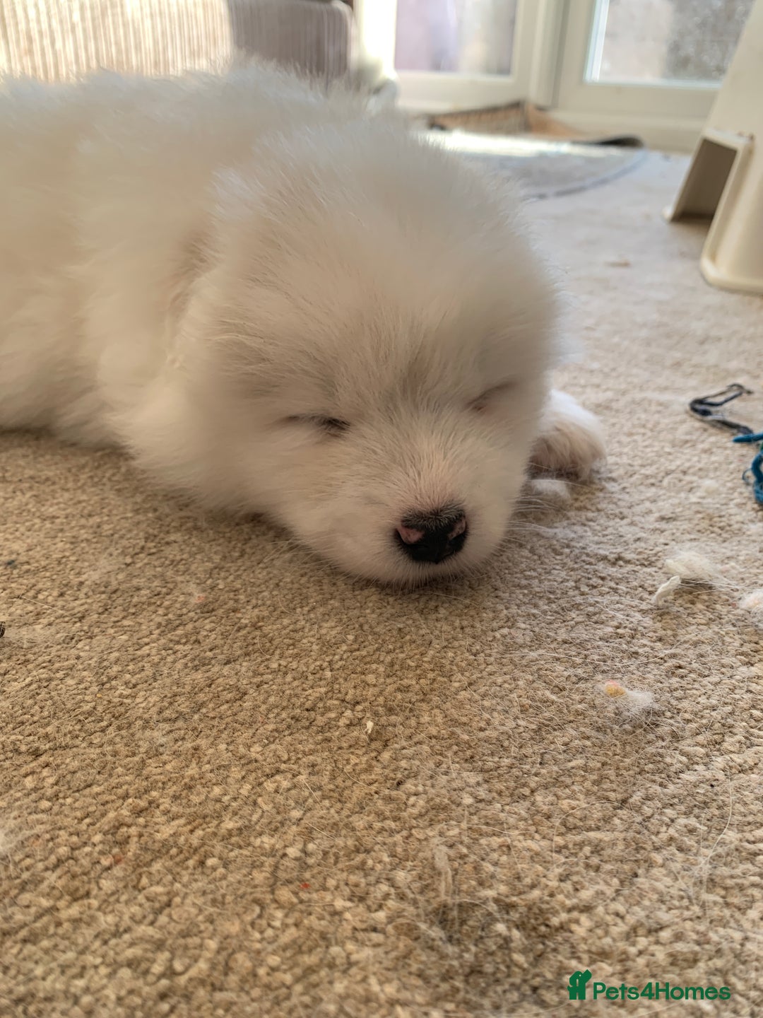 Samoyed dogs for sale: Samoyed puppies  - Image 9