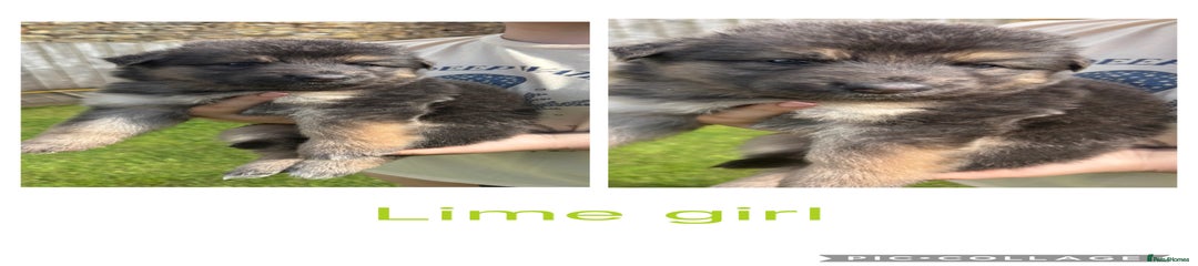 German Shepherd lime collar girl 