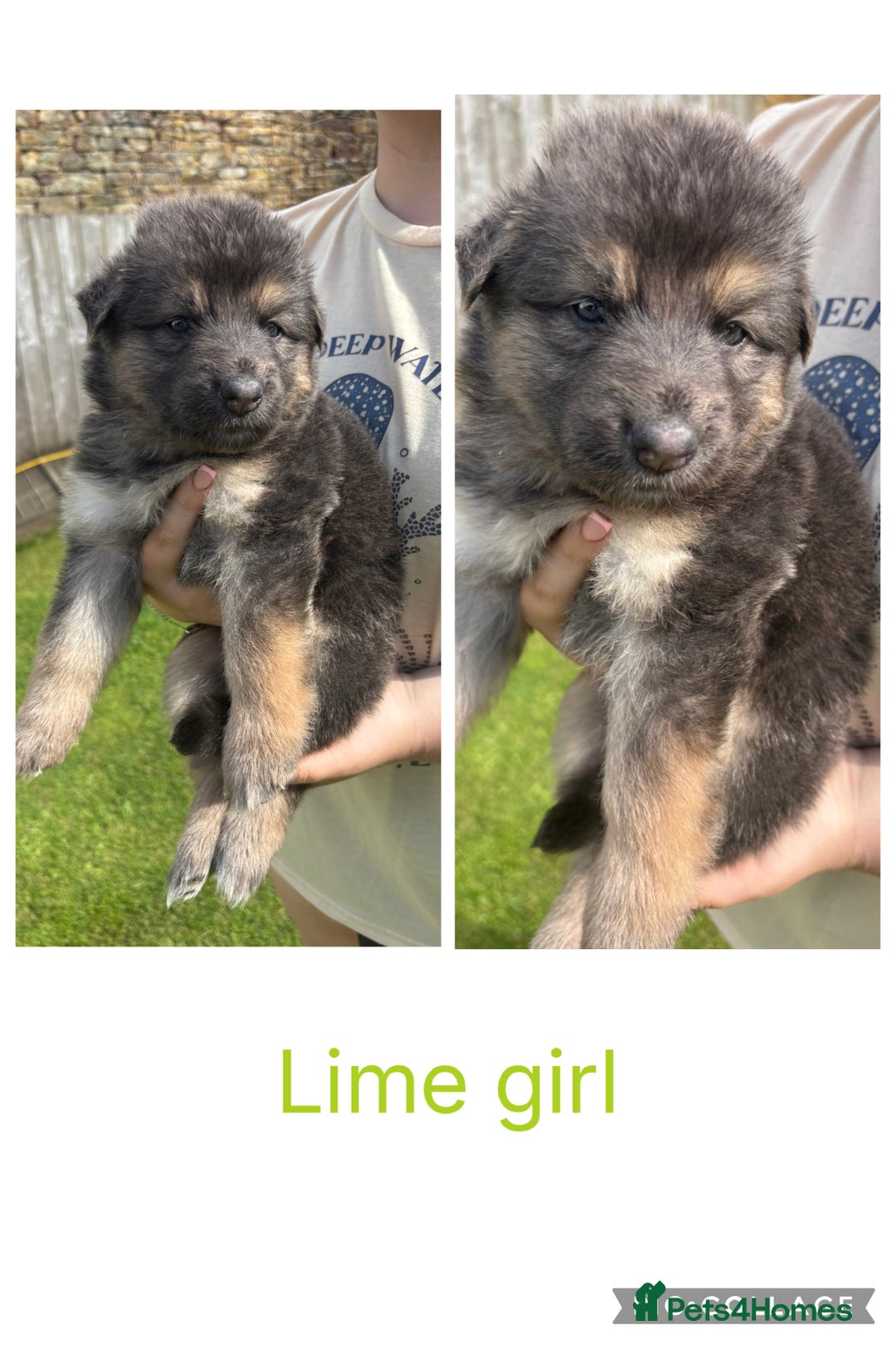 German Shepherd dogs for sale: 8 beautiful long haired German shepherd puppies  - Image 4