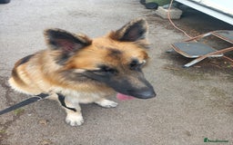 German Shepherd dogs for sale: German shepherd Rocko 5 year old  - Image 4