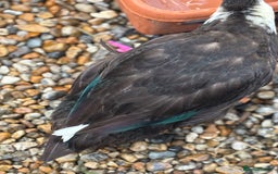Ducks poultry for sale: 4 female welsh harlequin and 1 khaki Cayuga  - Image 8