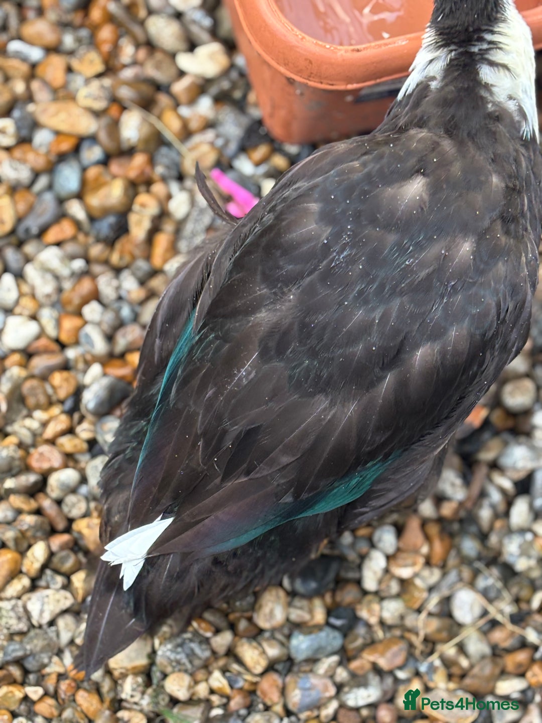 Ducks poultry for sale: 4 female welsh harlequin and 1 khaki Cayuga  - Image 8