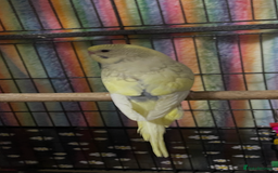 Budgerigars birds for sale: Baby Budgies’s males and females  - Image 3