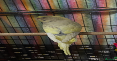 Budgerigars birds - Advert 11