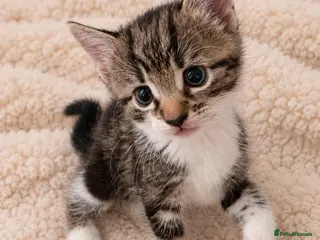 Mixed Breed cats Find a forever home for my kitten🐈 - Advert 16