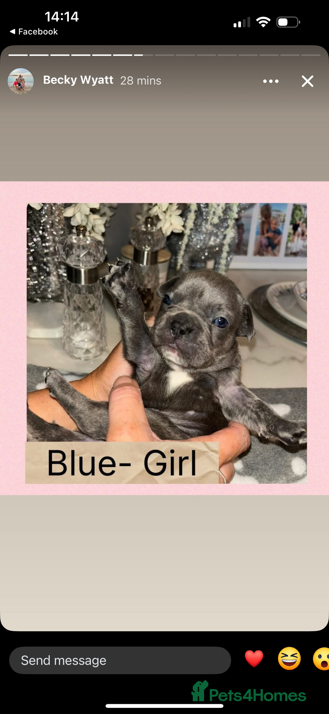 French Bulldog dogs for sale: KC French bulldog  - Image 8