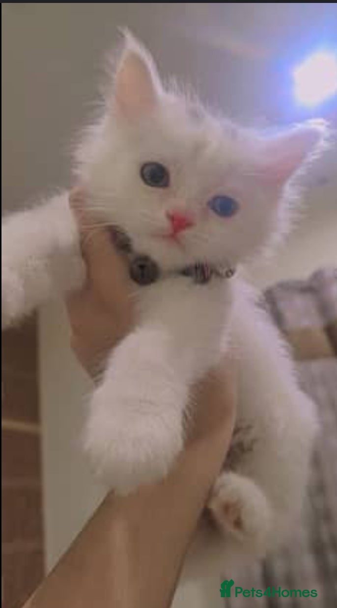 Khao Manee cats Khao Manee - Advert 4