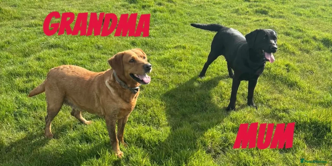 Labrador Retriever dogs for sale:  ⭐️ 5* LICENSED BREEDER - KC REGISTERED LABRADORS in Morecambe - Advert 2