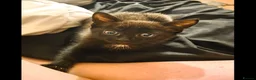 Mixed Breed cats for sale: Black kitten - Advert 3