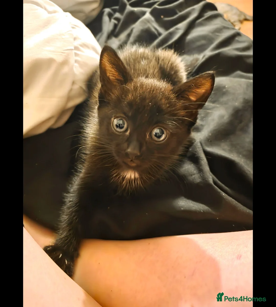Mixed Breed cats for sale: Black kitten - Advert 3