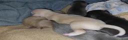 Italian Greyhound dogs for sale: 🐾 Italian Greyhound Puppies for Sale 🐾 - Advert 28